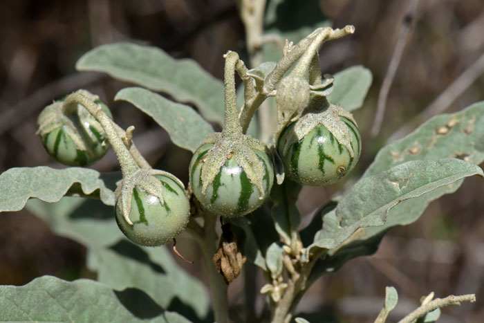 Silverleaf Nightshade blooms from May to October in Arizona and California. Shortly thereafter fruits develop that soon become showy yellow berries. Solanum elaeagnifolium